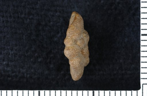 Galateacrinus stevensi Moore