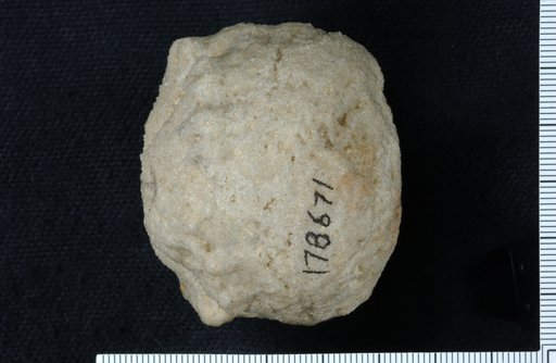 Technocrinus ? lepidus Ohern