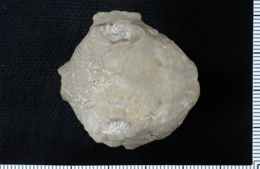 Steganocrinus multistriatus Brower
