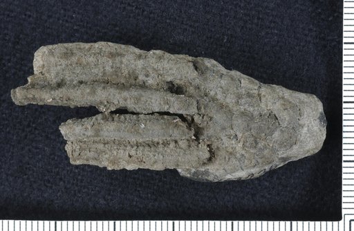Thysanocrinus eugenius Ohern