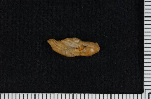 Anulocrinus ramifer Brower