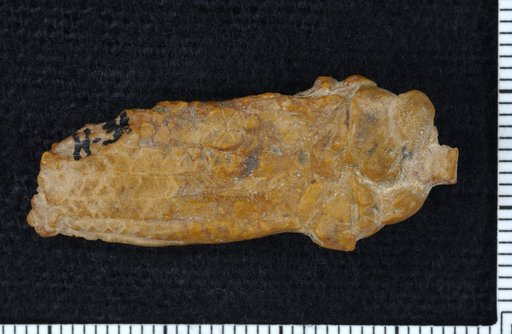 Ethelocrinus millsapensis Moore & Plummer