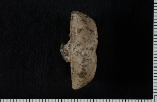 Atokacrinus obscurus Knapp