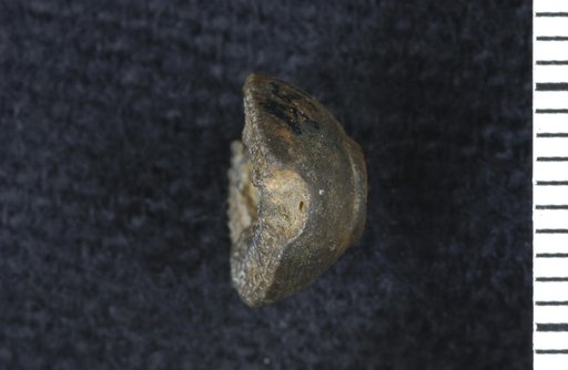 Allocatillocrinus rotundus Moore