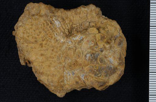 Schistocrinus planulatus Moore & Plummer