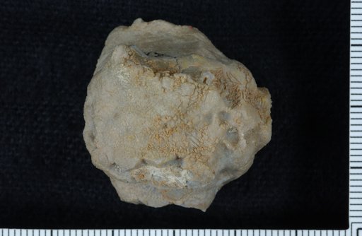 Steganocrinus longus Brower