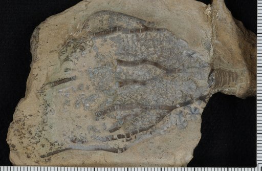 Alisocrinus ? heterodactylus Brower