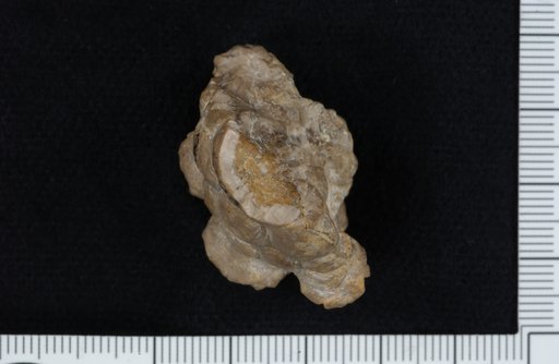 Aacocrinus tetradactylus Brower
