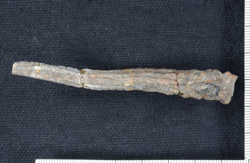 Espanocrinus lemonei Webster