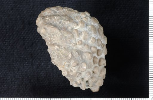Megistocrinus tuberatus Wood