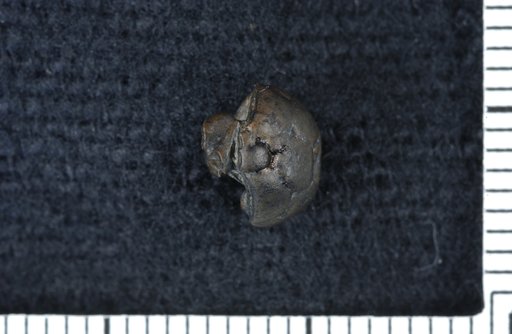 Plummericrinus monongaliensis Burke