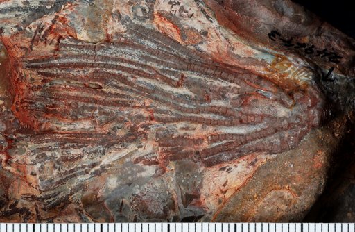 Pogocrinus antiquus Kelly & Ausich