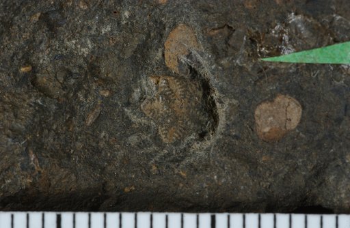 Pentacrinus tehamaensis Clark