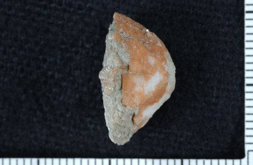 Turbocrinus punctum Ausich