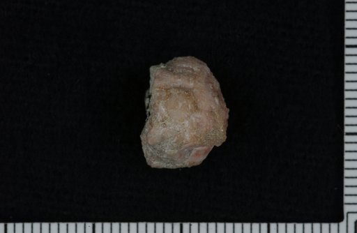 Bikocrinus baios Ausich