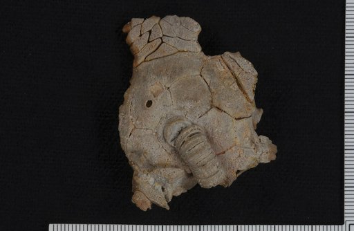 Celonocrinus nodulus Webster & Lane