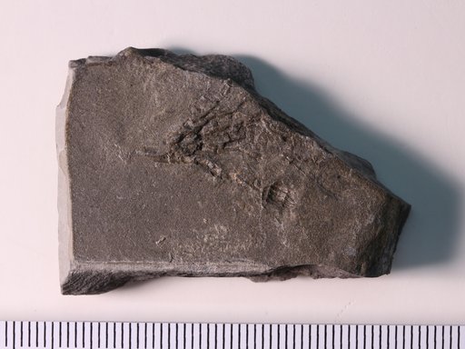 Heterocrinus geniculatus Ulrich