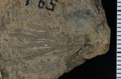 Ohiocrinus exilis Foerste