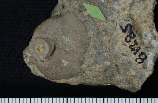 Xenobasis williamsi Faber