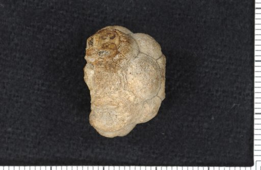 Barycrinus pentasphericus Troost