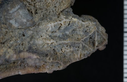 Pycnocrinus multibrachialis Brower & Veinus