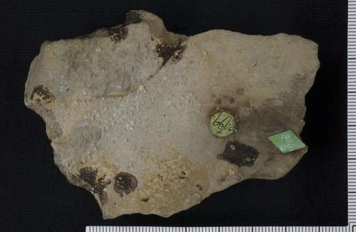 Isocrinus smithi Clark