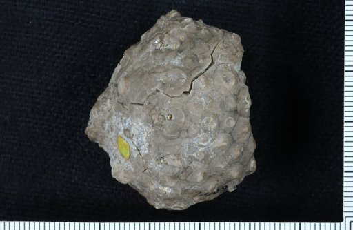 Megistocrinus sphaeralis Wood