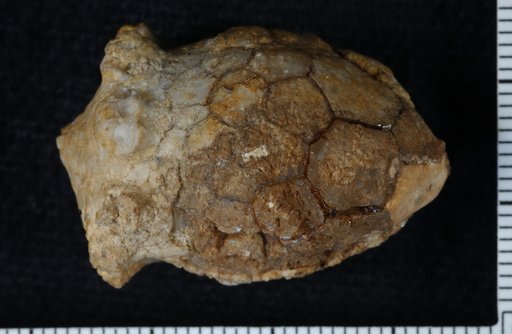 Periechocrinus tennesseensis Hall