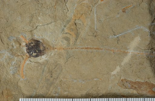 Macrostylocrinus homalos Lane & Ausich