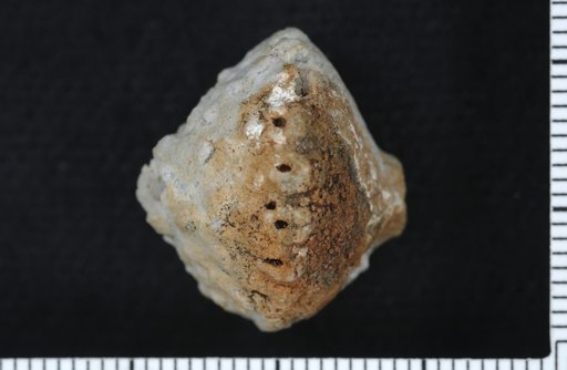 Eretmocrinus aridus Webster & Lane