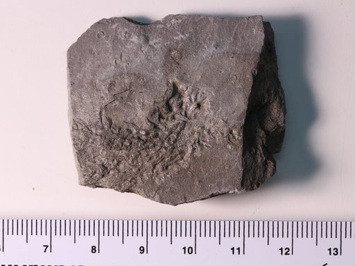 Heterocrinus geniculatus Ulrich