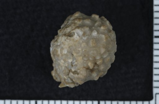 Tylocrinus novus Wood