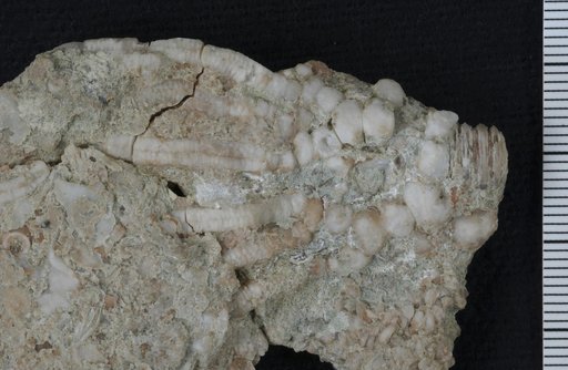 Paiderocrinus asketos Ausich