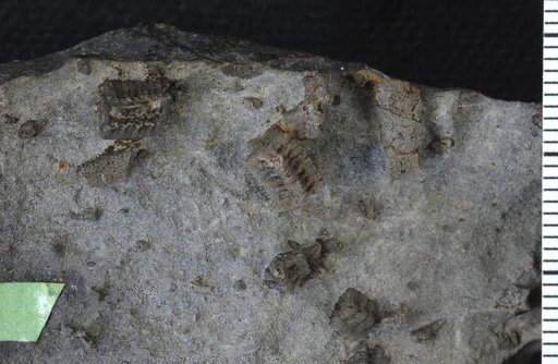 Isocrinus californicus Clark