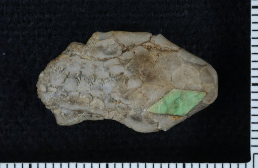 Scytalocrinus ? gracilis Troost