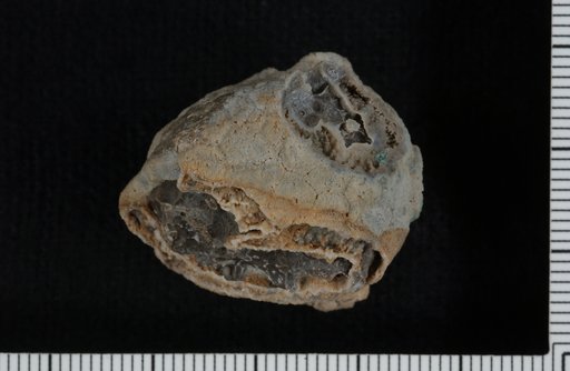 Amphoracrinus rupinus Webster & Lane