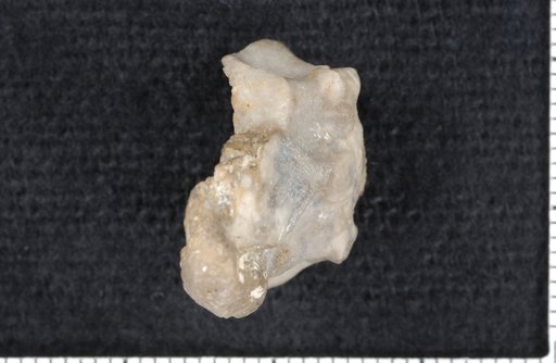Costalocrinus conkini McIntosh