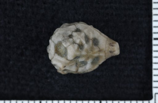 Triboloporus xystrotus Kesling & Paul