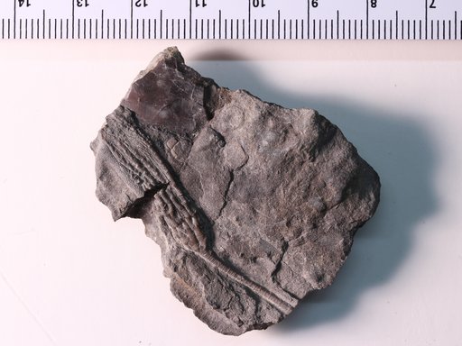 Heterocrinus geniculatus Ulrich