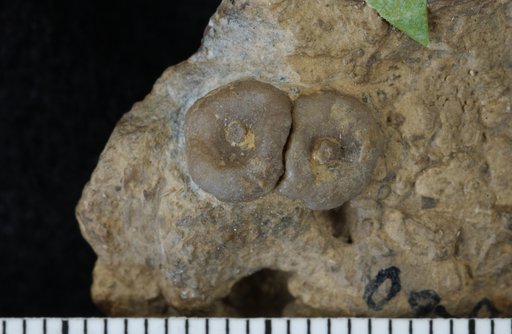 Lichenocrinus subaequalis Fenton