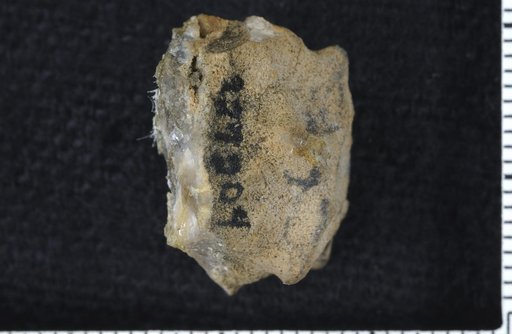 Pottsicrinus quinstilus Jillson