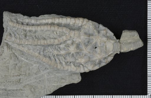 Decadocrinus stellatus Lane & Howell