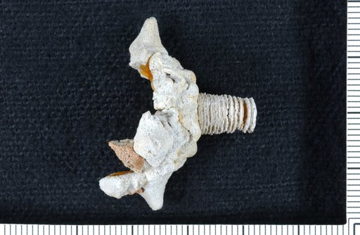 Wachsmuthicrinus corrugatus Webster & Lane