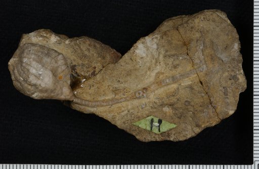 Clidochirus ulrichi Foerste