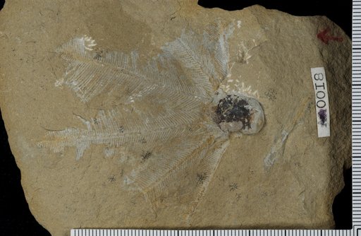Macrostylocrinus styo Lane & Ausich