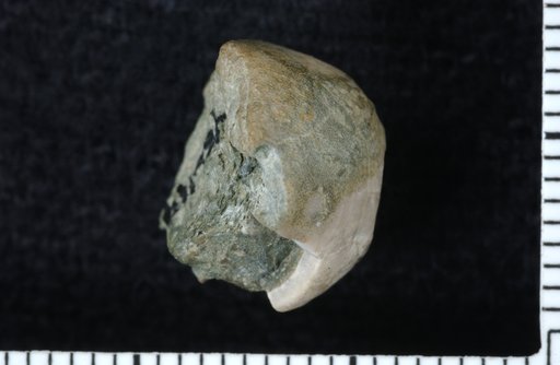 Mespilocrinus kentuckyensis Ausich & Meyer
