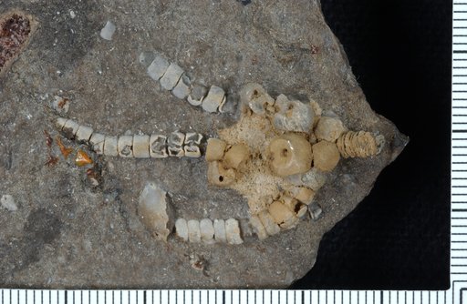 Myrtillocrinus levis Wood