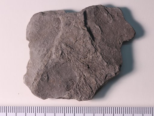 Heterocrinus geniculatus Ulrich