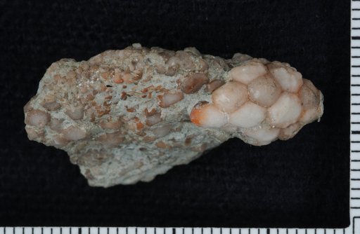 Euspirocrinus heliktos Ausich