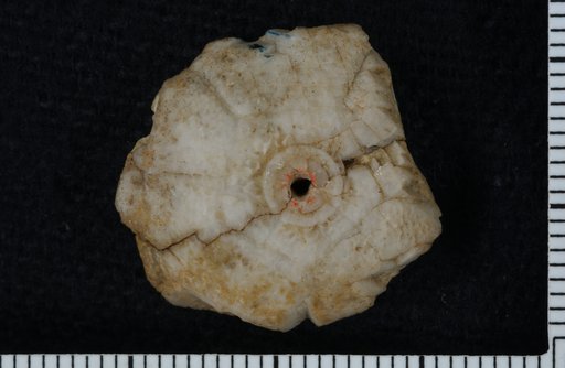 Marsipocrinus corrugatus Wood